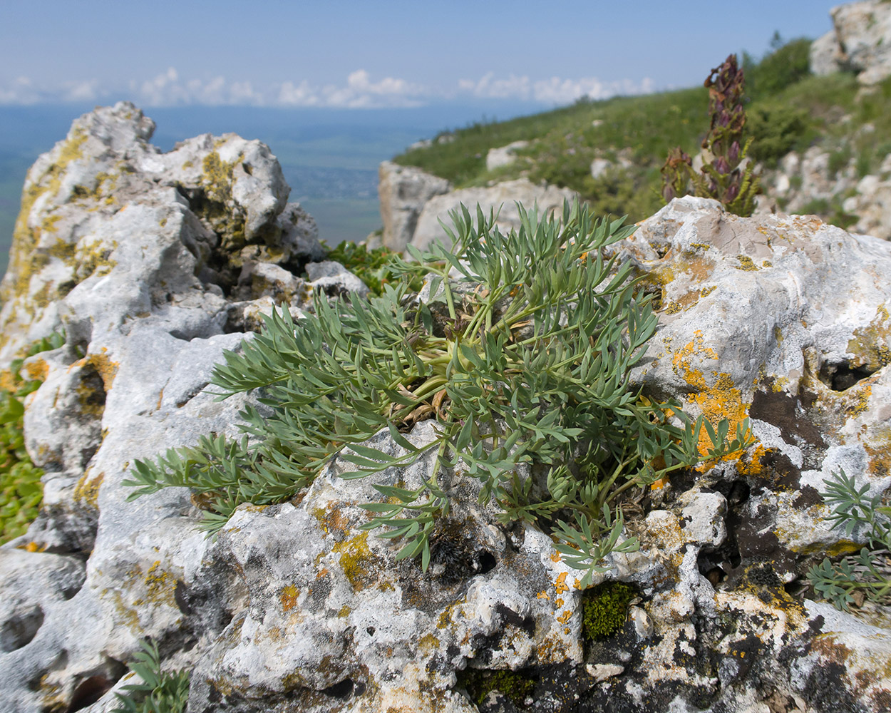 Image of Seseli petraeum specimen.