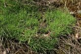 Dianthus borussicus. Растение с развивающимися цветоносами. Витебская обл., окр. дер. Сурмино, оз, сухой кустарничково-зеленомошно-лишайниковый сосняк на песке, на зарастающей вырубке. 14.06.2025.