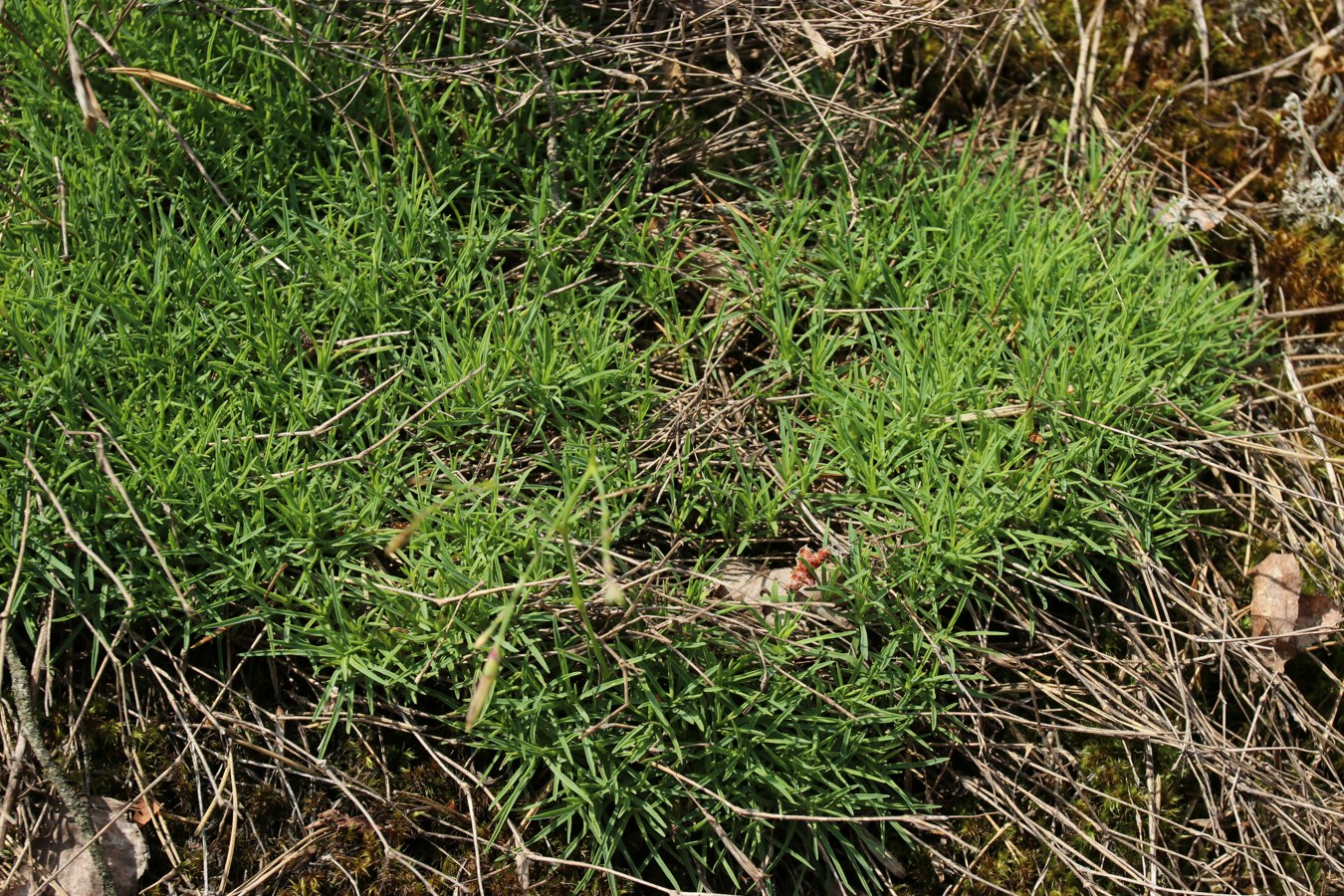 Image of Dianthus borussicus specimen.