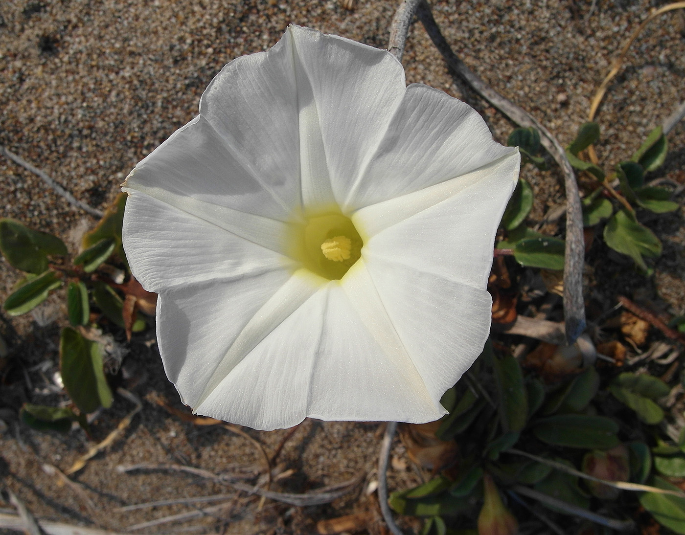 Image of Ipomoea imperati specimen.