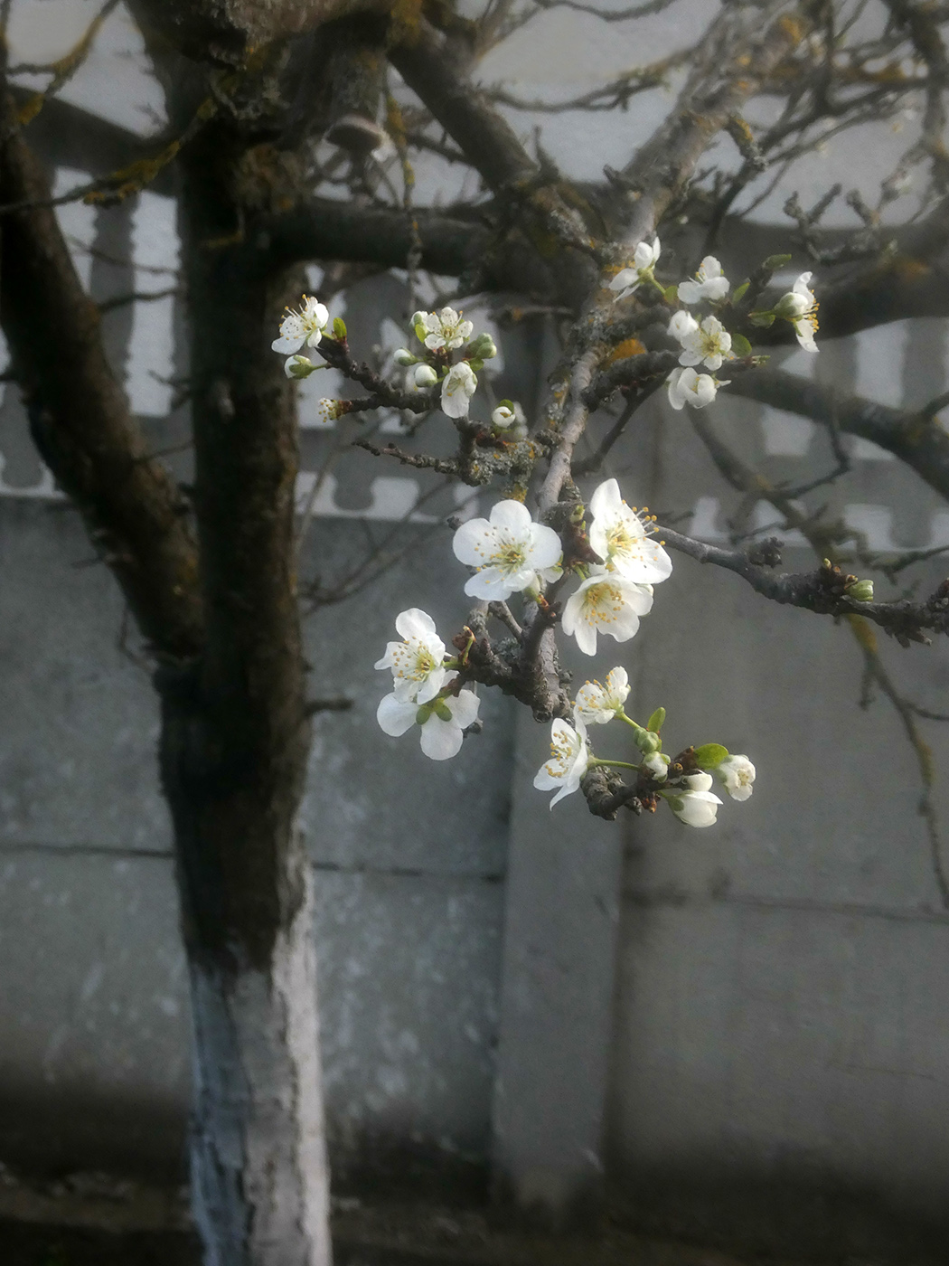 Image of Prunus domestica specimen.