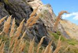 род Calamagrostis