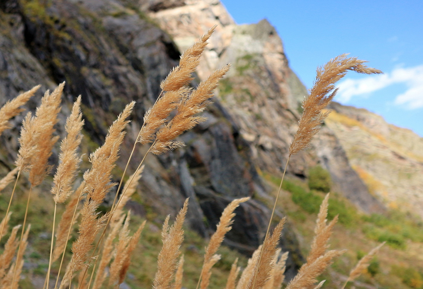 Изображение особи род Calamagrostis.