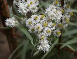Anaphalis margaritacea. Верхушки цветущих растений. Московская обл., ГО Подольск, мкр-н Климовск, клумба. 28.08.2025.