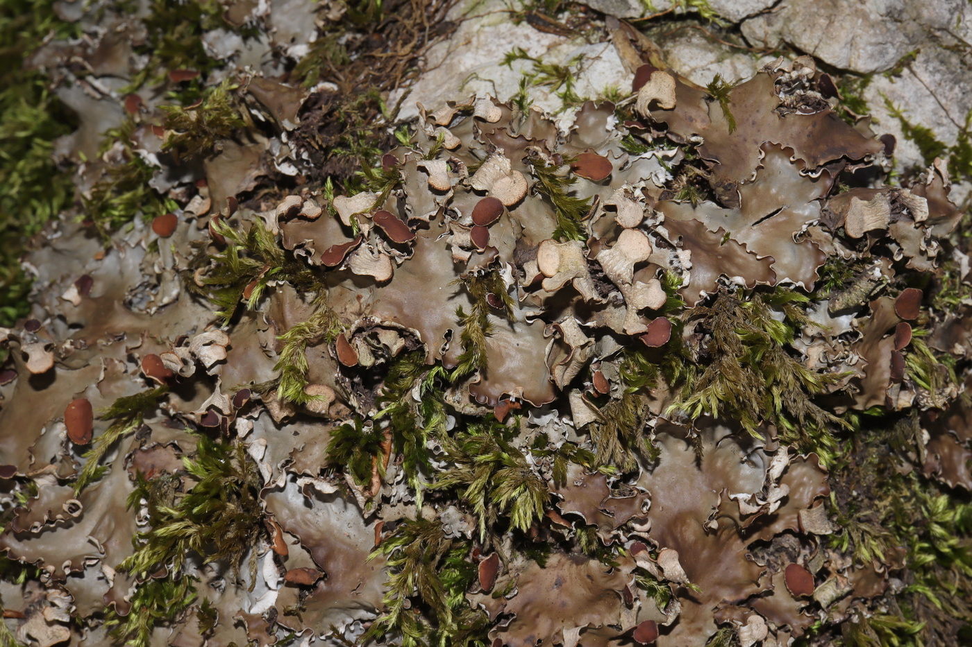 Image of Peltigera horizontalis specimen.