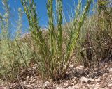 Изображение особи. Автор - Татьяна Винокурова