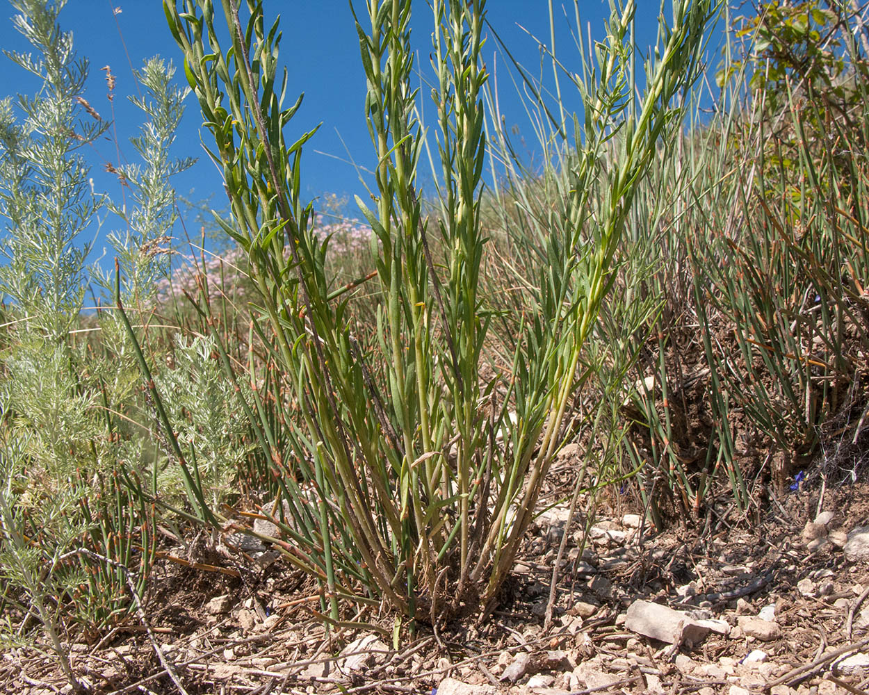 Изображение особи Linum austriacum.