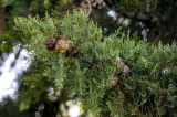Cupressus sempervirens. Верхушка ветви с шишками разной степени зрелости. Португалия, округ Лейрия, пос. Обидуш, в культуре. 07.08.2025.