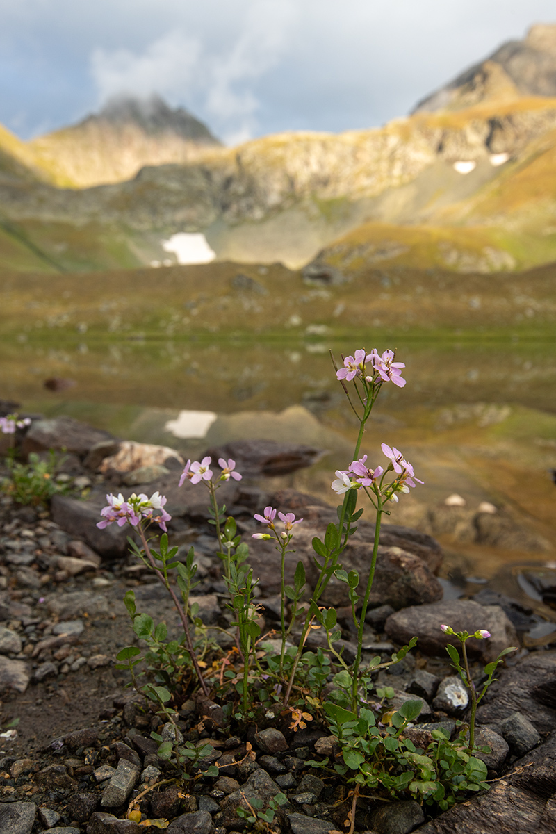 Изображение особи Cardamine seidlitziana.