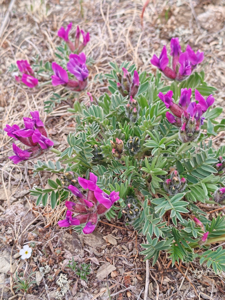 Изображение особи Oxytropis leucotricha.