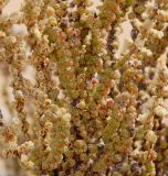 Halocnemum strobilaceum. Средняя часть ветви. Египет, окр. г. Эль-Дабаа, сепха (солончаковая приморская терраса), артрокнемово-сарсазановый опесчаненный солончак. 02.02.2025.