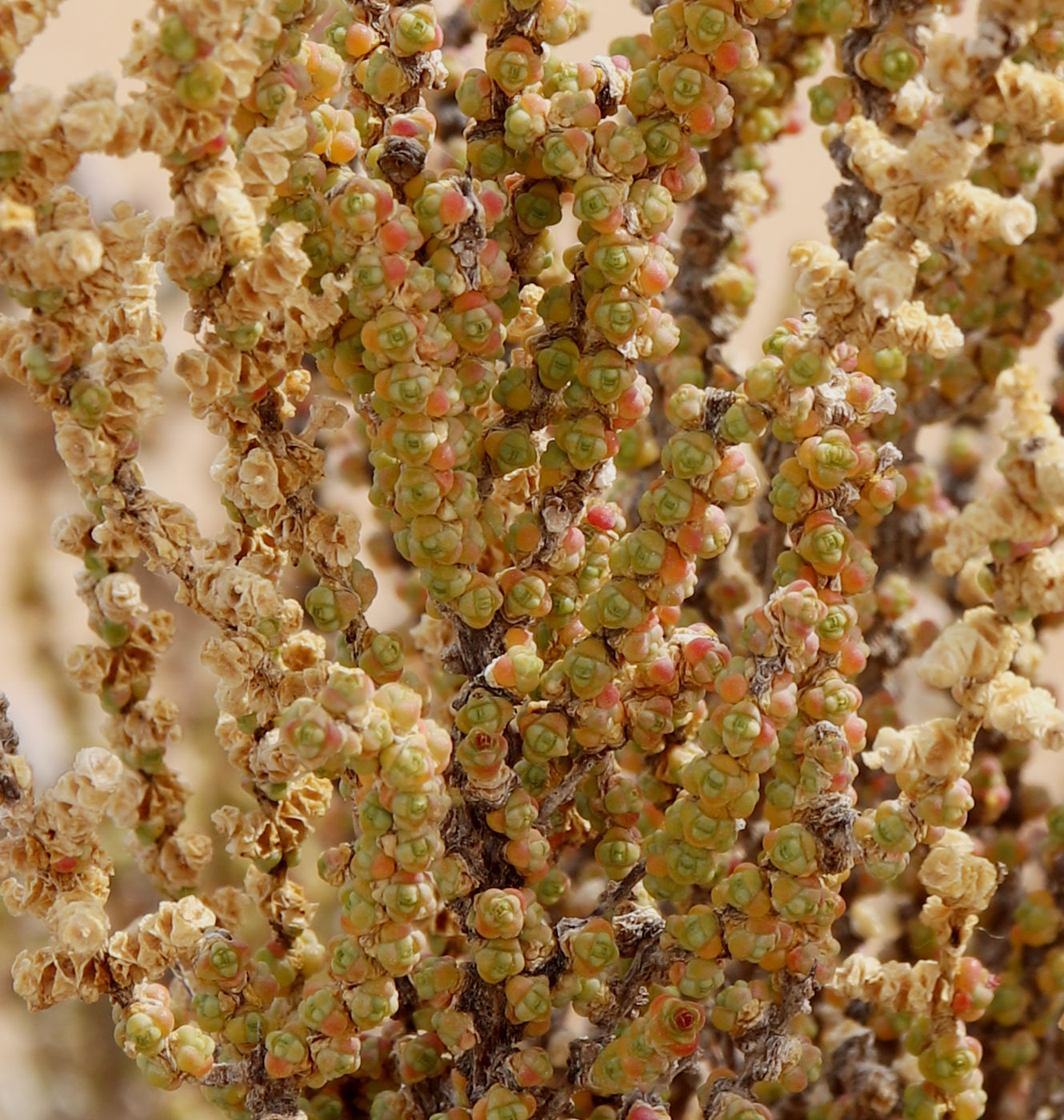 Изображение особи Halocnemum strobilaceum.