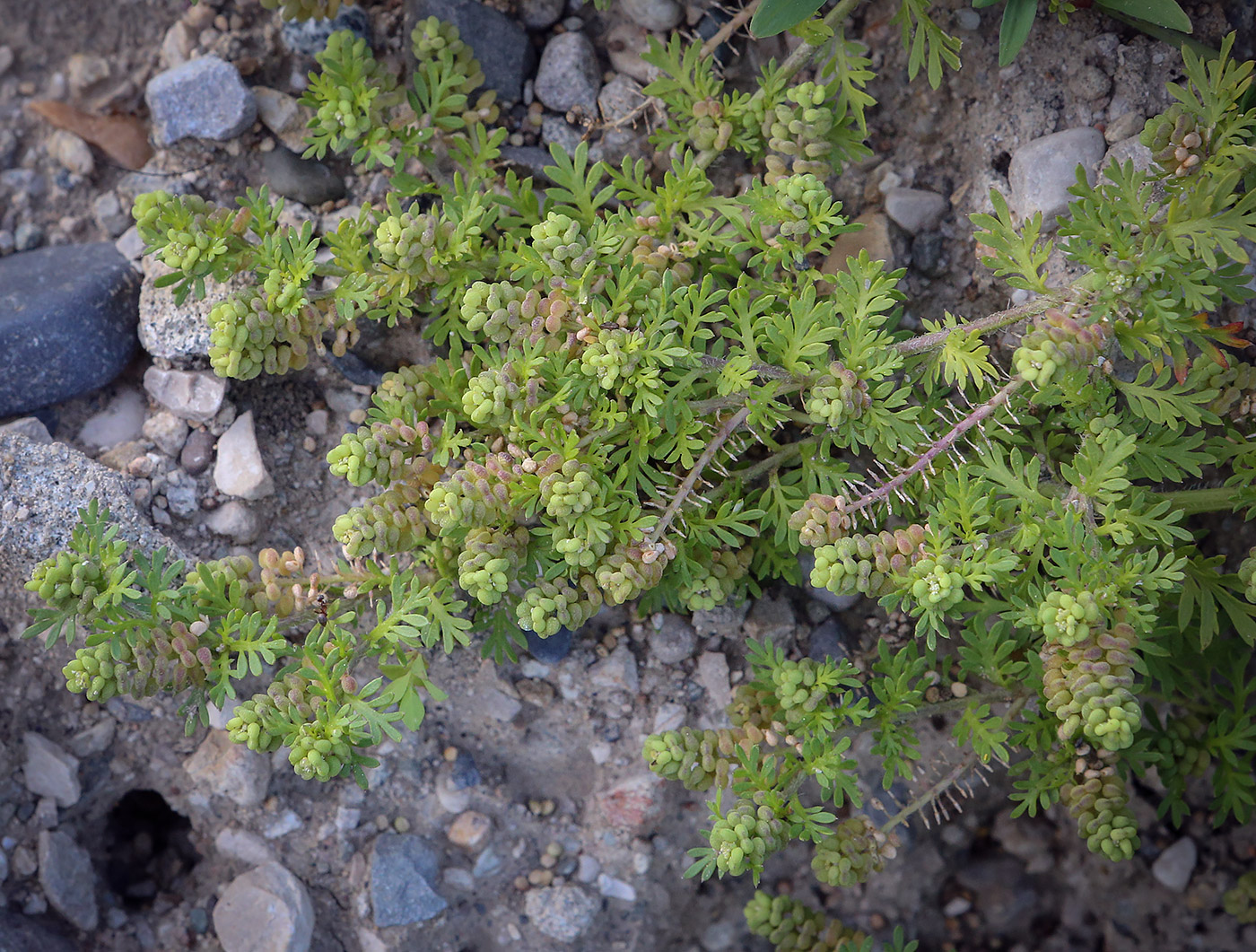 Изображение особи Coronopus didymus.