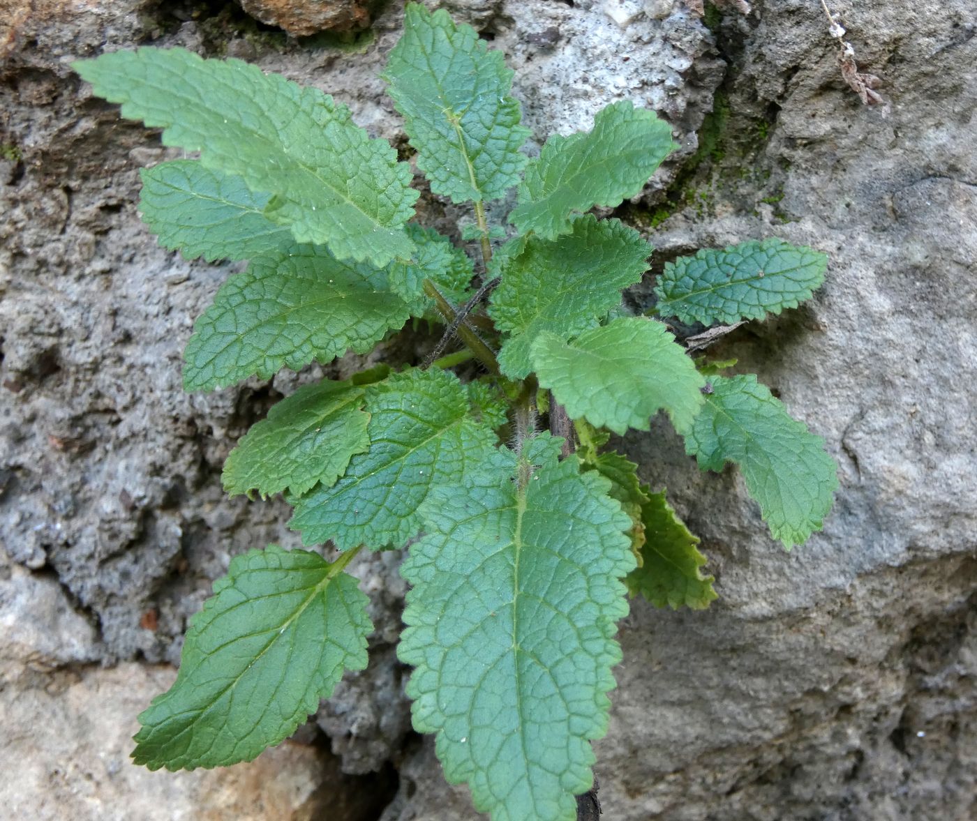 Изображение особи род Salvia.