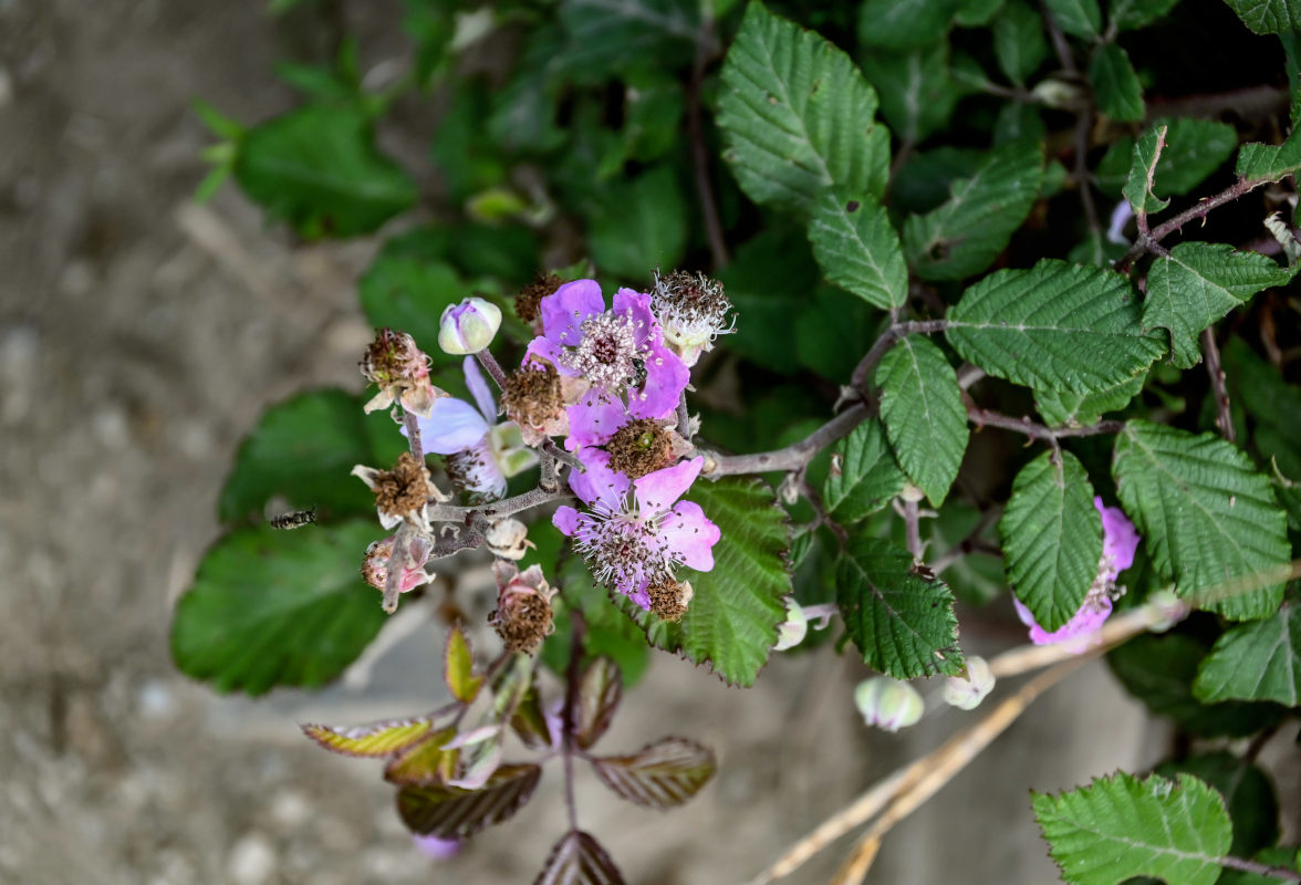Изображение особи Rubus ulmifolius.