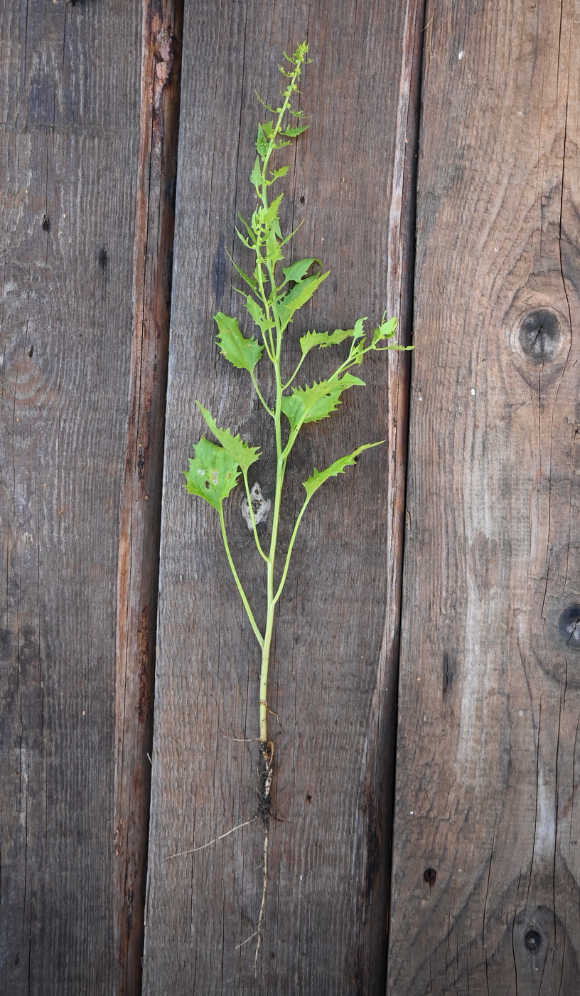 Изображение особи род Atriplex.