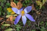 Crocus speciosus. Цветок. Крым, Южный берег, гора Парагельмен, лиственный лес 20.10.2025.