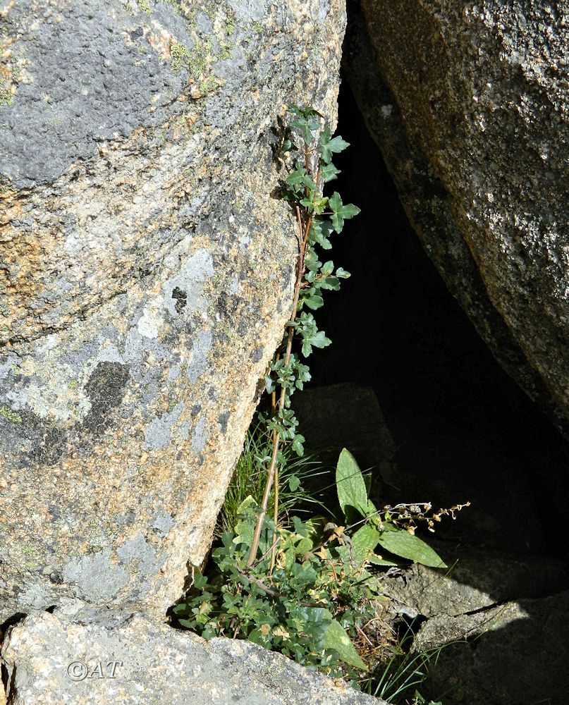 Изображение особи Acer monspessulanum.