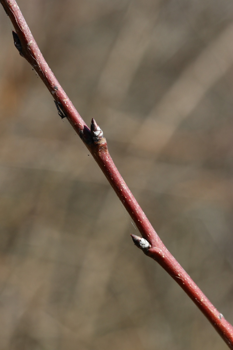 Изображение особи Pyrus pyraster.