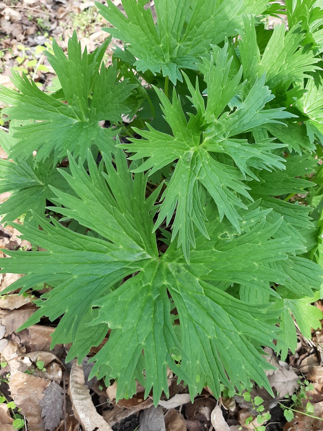 Image of Aconitum lasiostomum specimen.