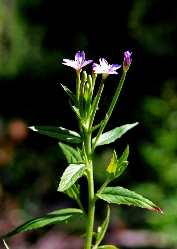 Image of Epilobium adenocaulon specimen.