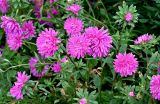 Callistephus chinensis