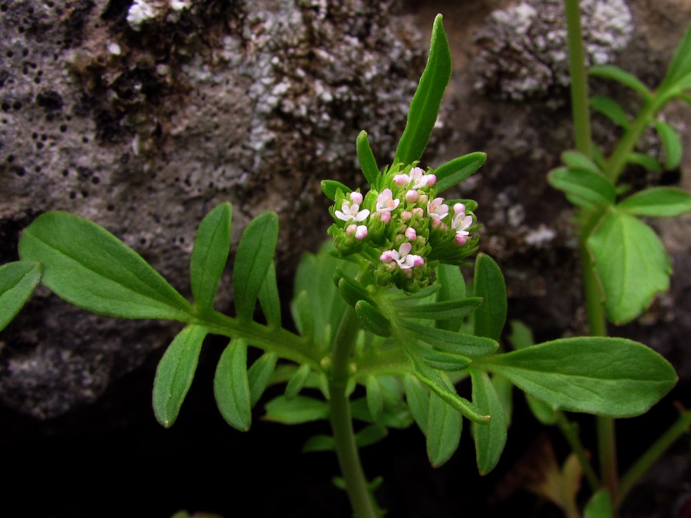 Image of Centranthus calcitrapae specimen.