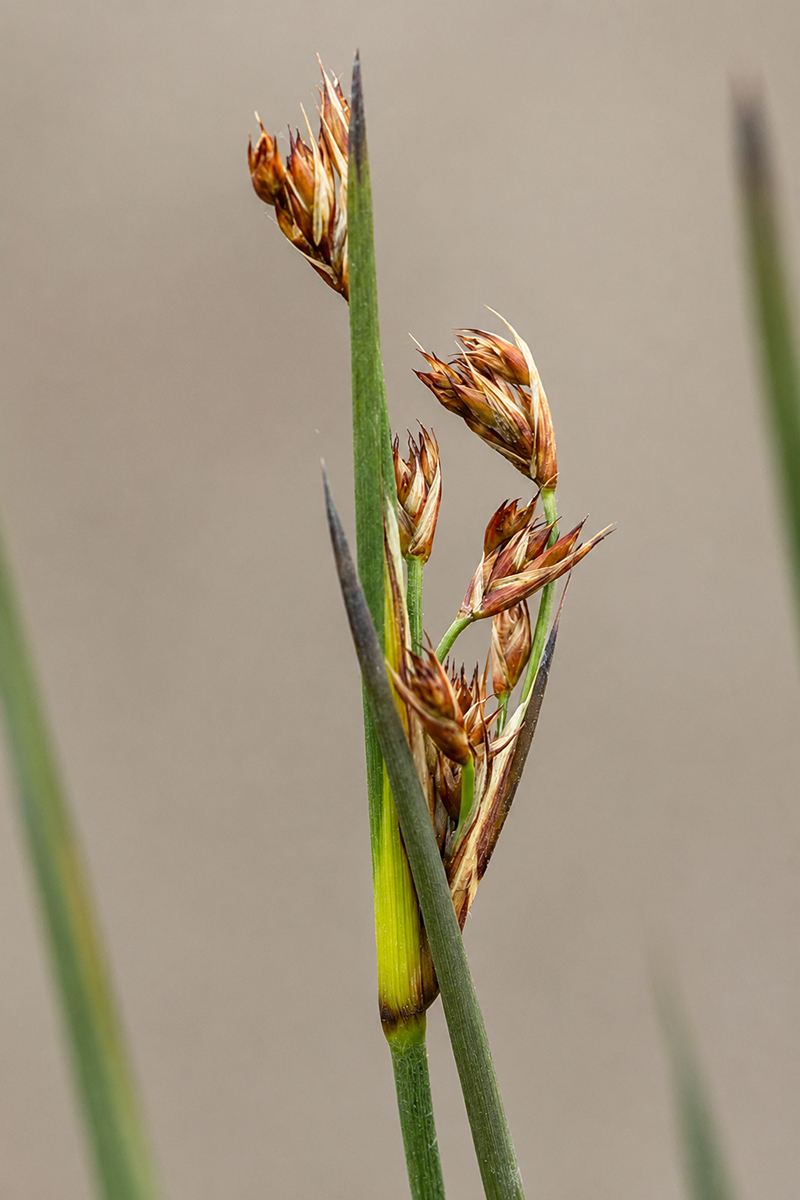 Image of Juncus acutus specimen.