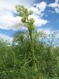 Ferula songarica. Верхушка расцветающего растения. Восточный Казахстан, Зайсанская котловина, ур. Кеин-Кериш, склон южной экспозиции, пестроцветы. 13 мая 2026 г.