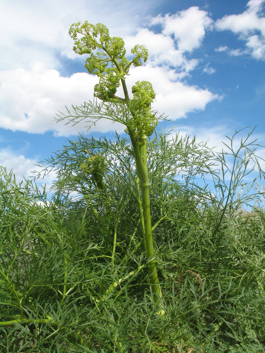 Изображение особи Ferula songarica.