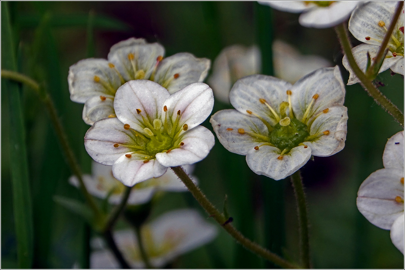 Image of Saxifraga × arendsii specimen.
