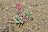 Euphorbia myrsinites. Плодоносящее растение (Euphorbia pontica). Грузия, край Самцхе-Джавахети, Ахалцихский муниципалитет, левый борт р. Цинубанисцкали, 1,8 км выше по течению от горячего источника Цинубани, гребень небольшого отрога, выс. 1140 м н.у.м., размытый дождями склон. 9 июня 2026 г.
