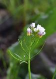 род Cardamine. Верхушка цветущего растения. Грузия, край Самцхе-Джавахети, Ахалцихский муниципалитет, 80 м от водопада Чанчкери, луг, берег ручейка. 10 июня 2026 г.