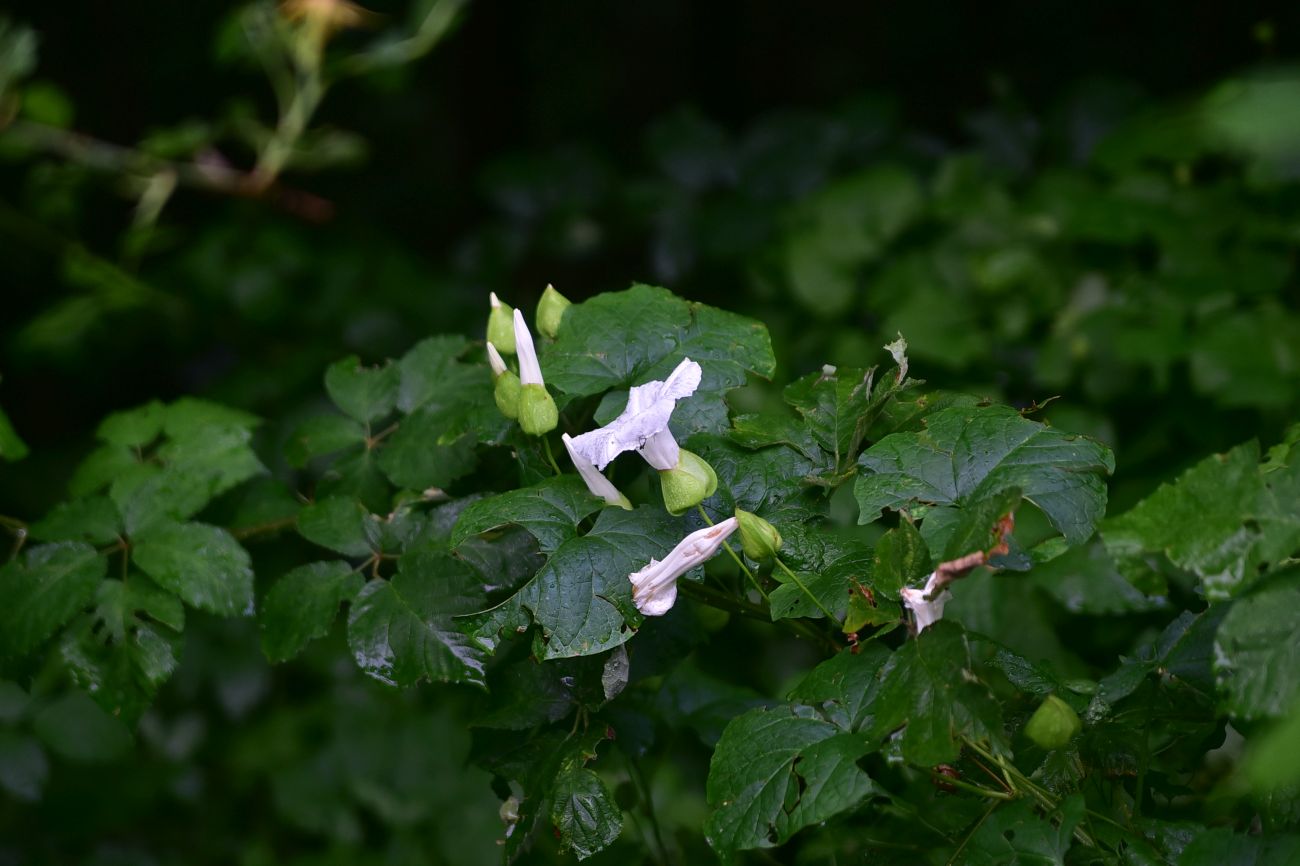 Изображение особи род Calystegia.