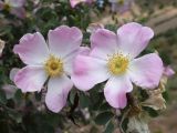род Rosa