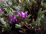 Oxytropis tragacanthoides