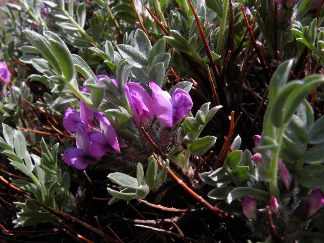 Изображение особи Oxytropis tragacanthoides.