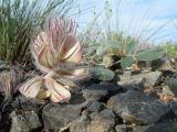 Hedysarum iliense. Цветущее растение. Казахстан, Жетысуская обл., Алакольский р-н; сев.-вост. макросклон Джунгарского Алатау, дол. р. Жаманты (левобережье притока Кызылтал), степная вершина сопки на щебнях. 8 мая 2026 г.