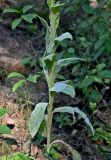 Verbascum thapsus. Нижняя часть побега. Московская обл., Орехово-Зуевский гор. округ, дол. р. Клязьма, высокий берег реки, опушка смешанного леса. 19.07.2026.