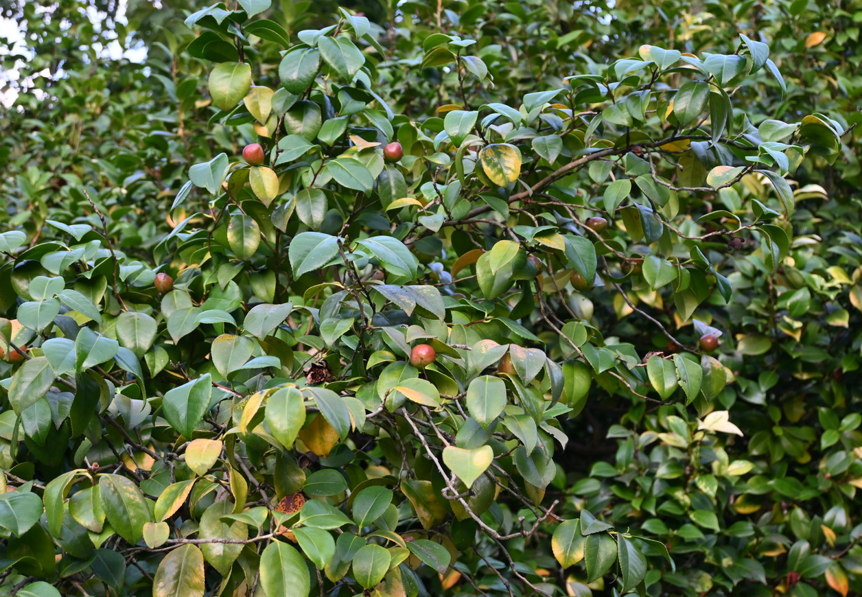 Image of Camellia japonica specimen.