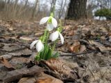 Galanthus plicatus