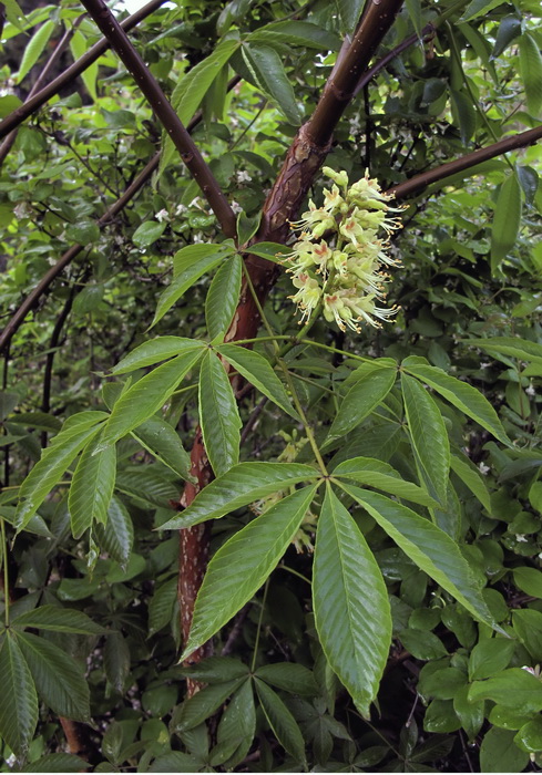 Изображение особи Aesculus glabra.