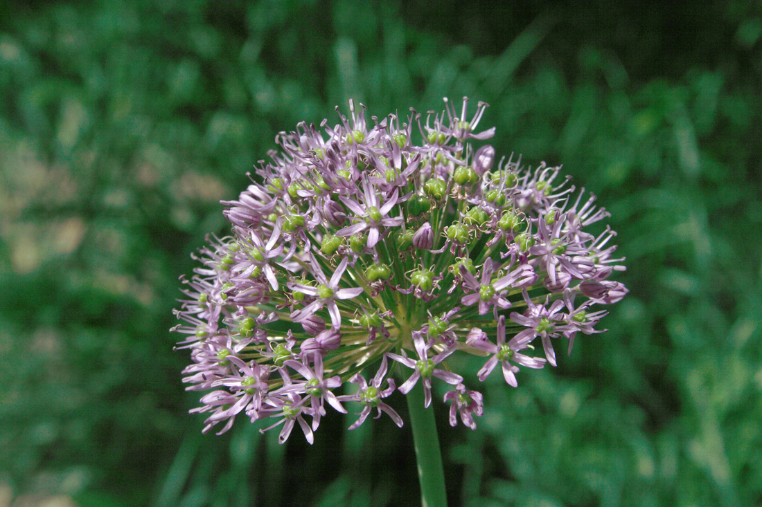 Image of Allium suworowii specimen.