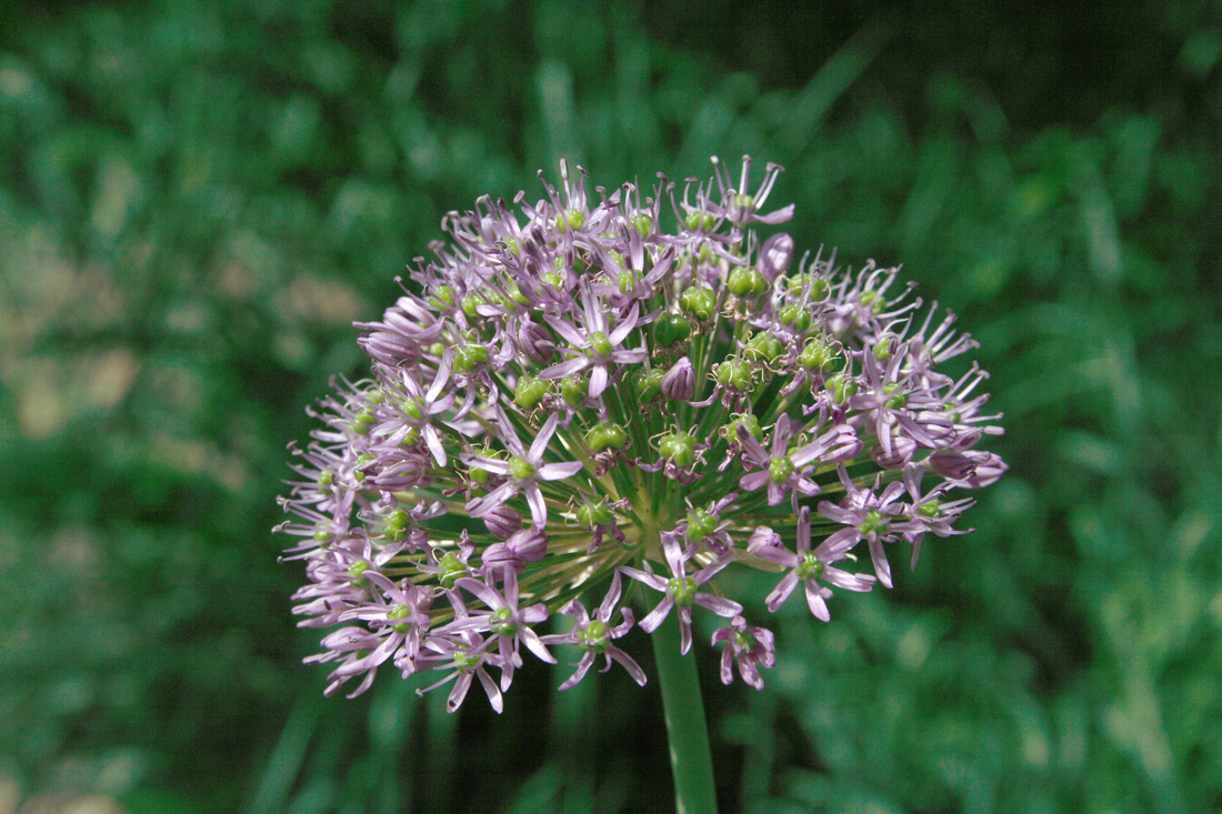 Изображение особи Allium suworowii.