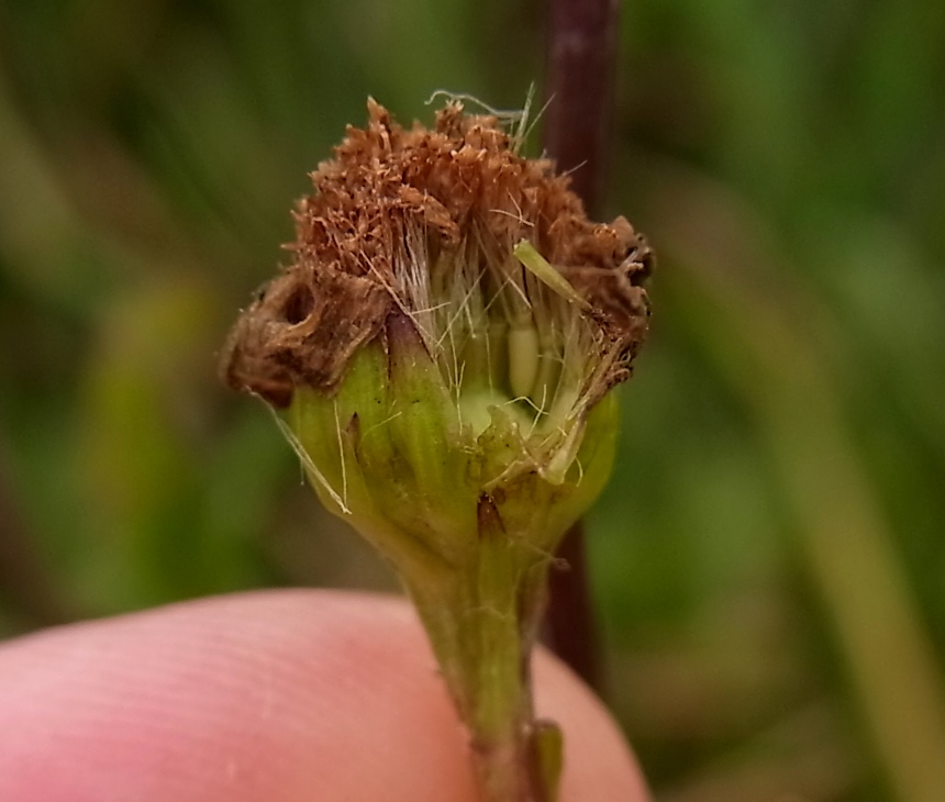 Изображение особи Senecio erraticus.