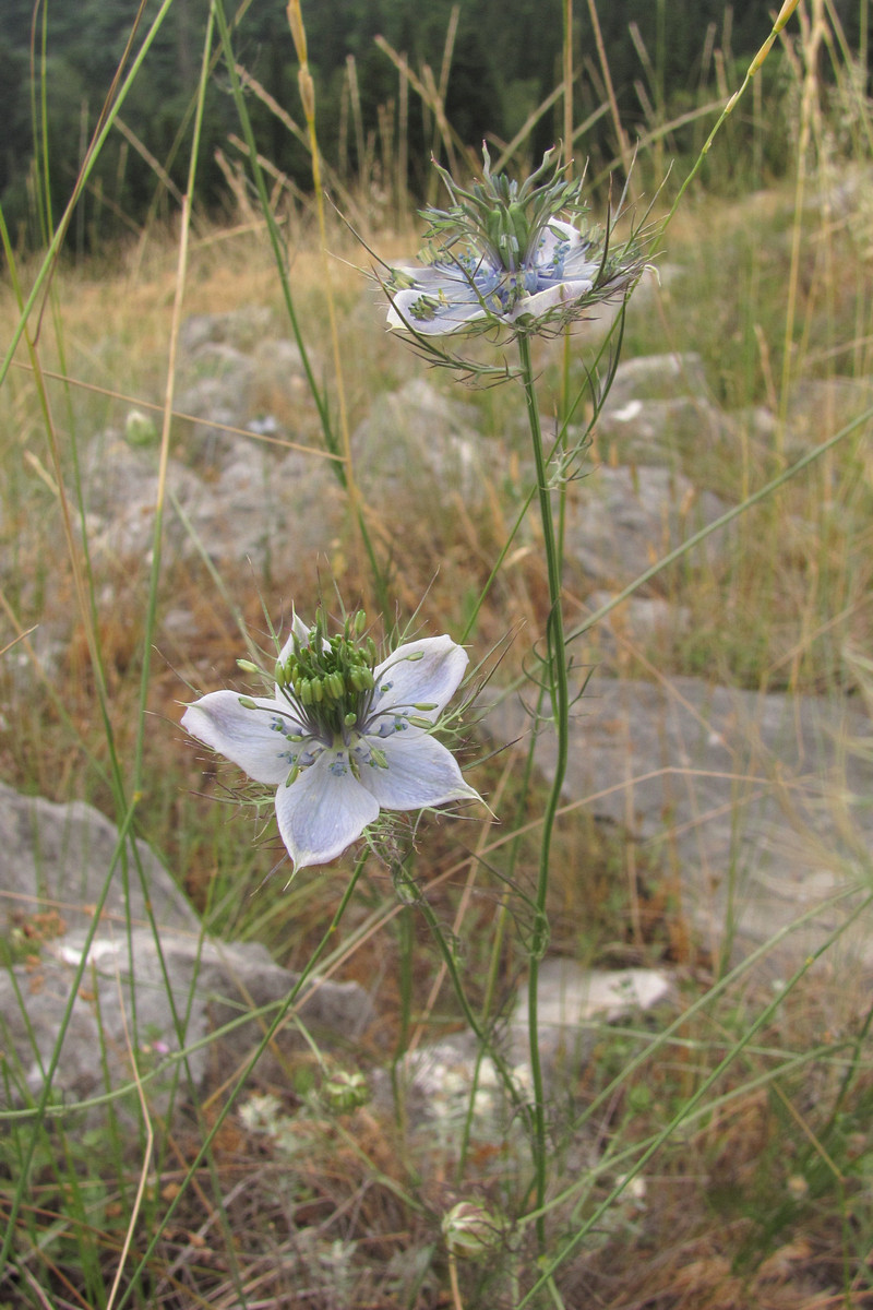 Изображение особи Nigella elata.