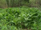 Veratrum lobelianum. Куртина растений на лугу. Московская обл., Раменский р-н, окр. дер. Хрипань. 22.05.2005.