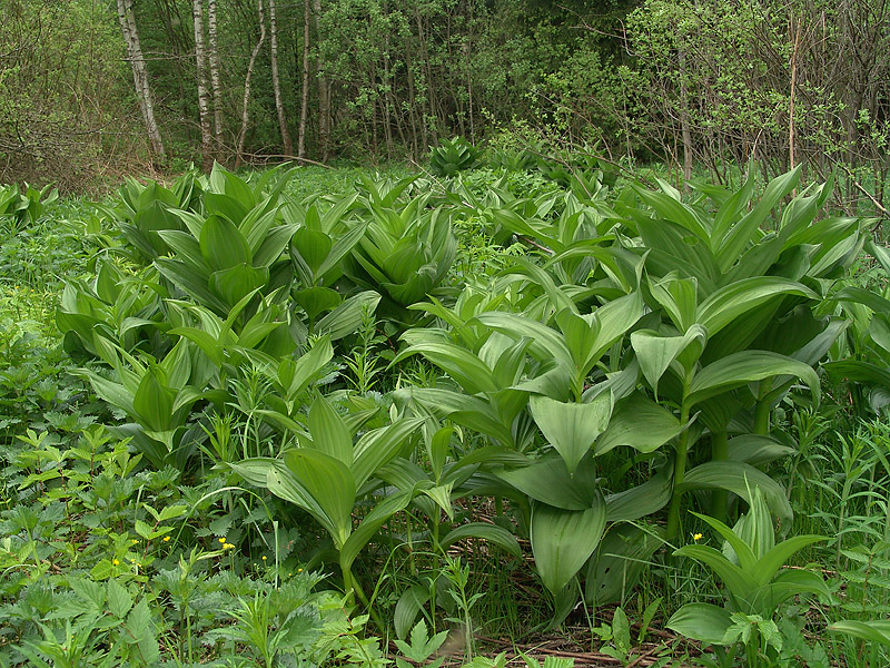 Изображение особи Veratrum lobelianum.