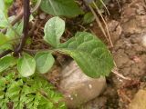 Solanum dulcamara