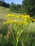 Senecio jacobaea